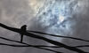 Cmo afectan los eclipse solares a los animales