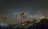 Por qu todos mirarn al cielo de Joshua Tree este fin de semana