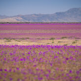 Da 6  El desierto florido cuando Atacama despierta en color