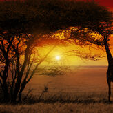 Cinco destinos africanos donde las estrellas brillan tanto como los safaris
