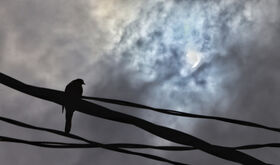 Cmo afectan los eclipse solares a los animales Cmo afectan los eclipse solares a los animales