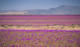 Da 6  El desierto florido cuando Atacama despierta en color