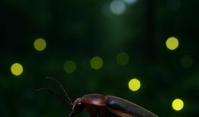 Lucirnagas y contaminacin lumnica la otra cara del cielo que se apaga