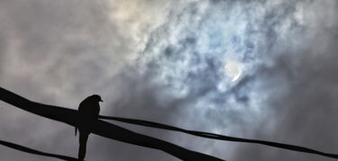 pájaro eclipse solar_EyepixGroup_DPP