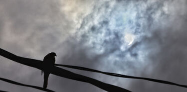 Cmo afectan los eclipse solares a los animales