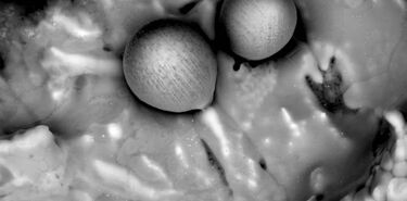 Confirman el origen interestelar de las misteriosas esfrulas halladas en el Pacfico