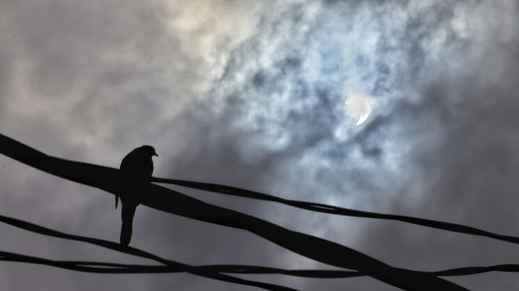 pjaro eclipse solar_EyepixGroup_DPP