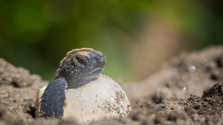 PN Tortuguero Costa Rica