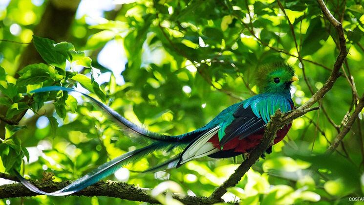 quetzal Costa Rica