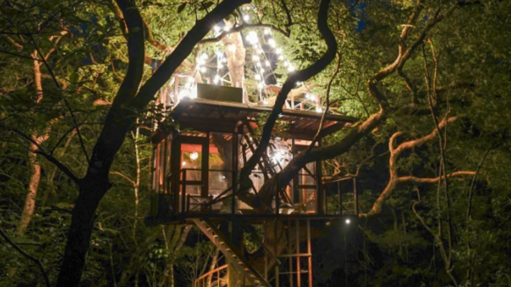 Treeful Treehouse  Japn