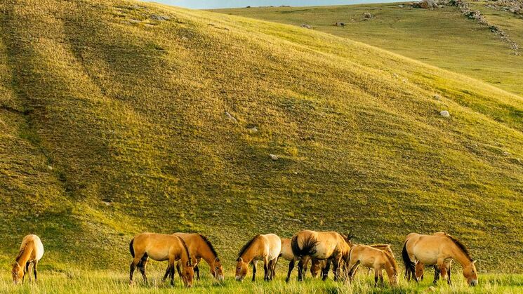 Parque Nacional Khustain Nuruu Mongolia