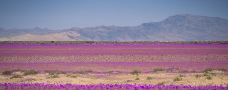 Da 6  El desierto florido cuando Atacama despierta en color