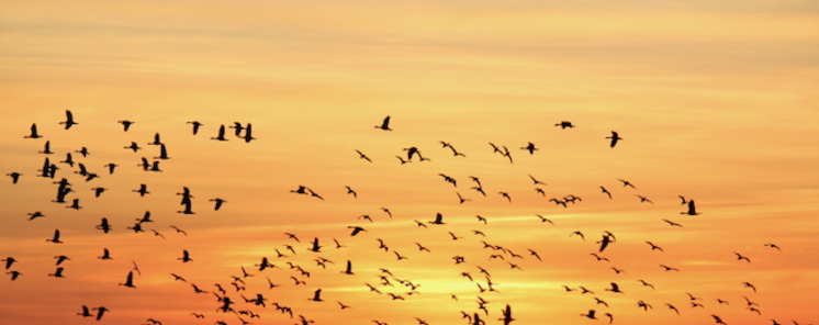 Qu es ms difcil contar pjaros o estrellas en el Parque de Palo Verde en Costa Rica