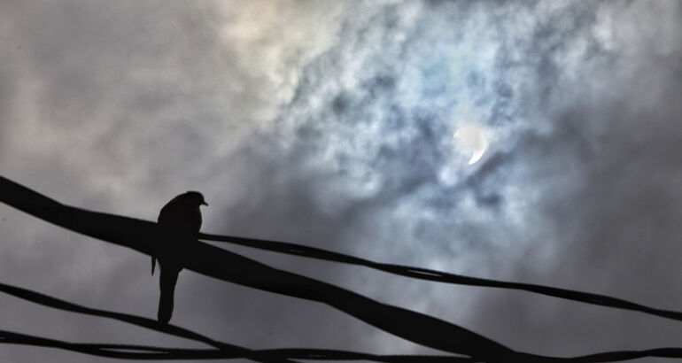 Cmo afectan los eclipse solares a los animales