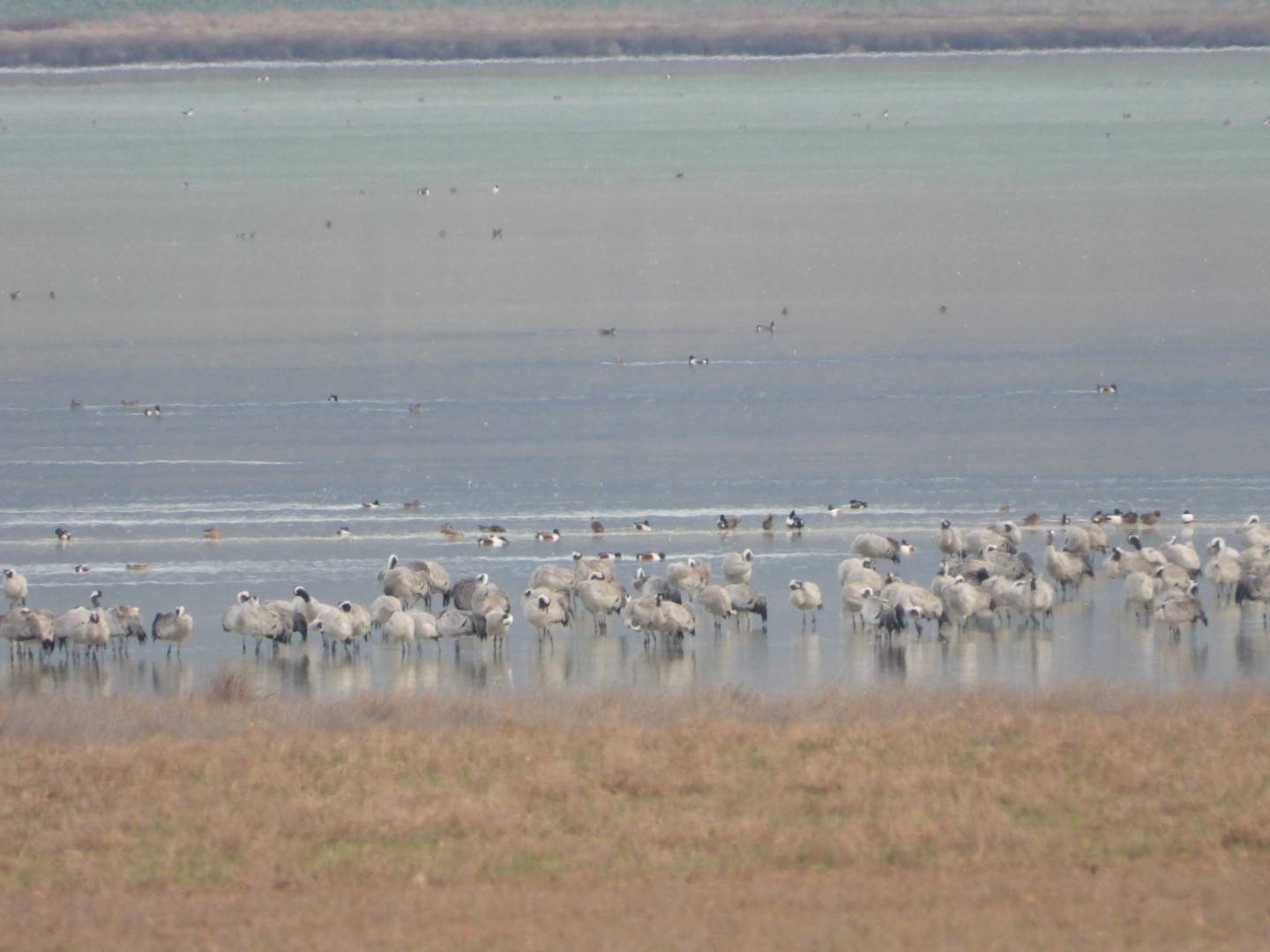 laguna de gallocanta _Carmina Franco