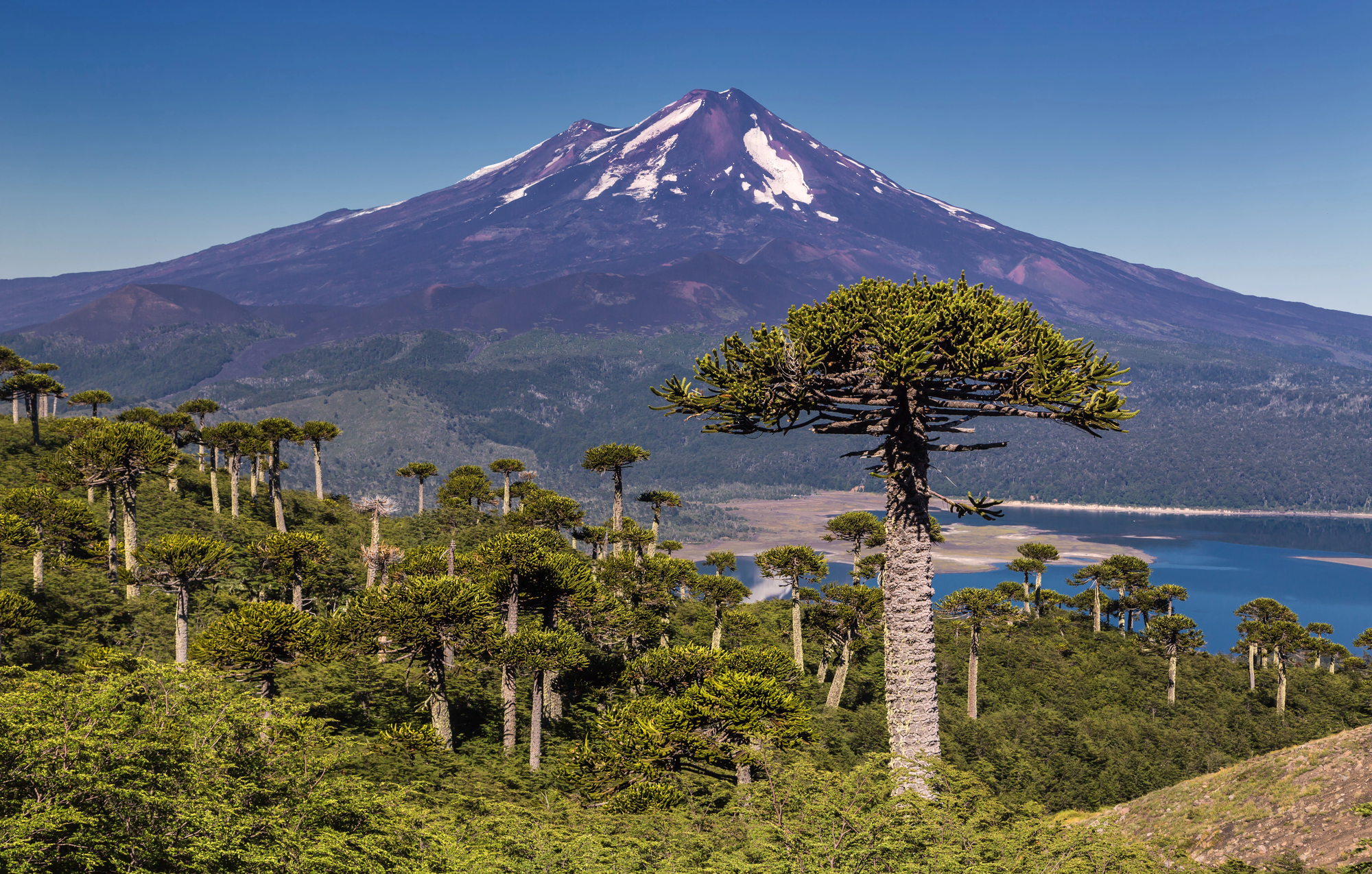 volcan llaima, conguillio,chile