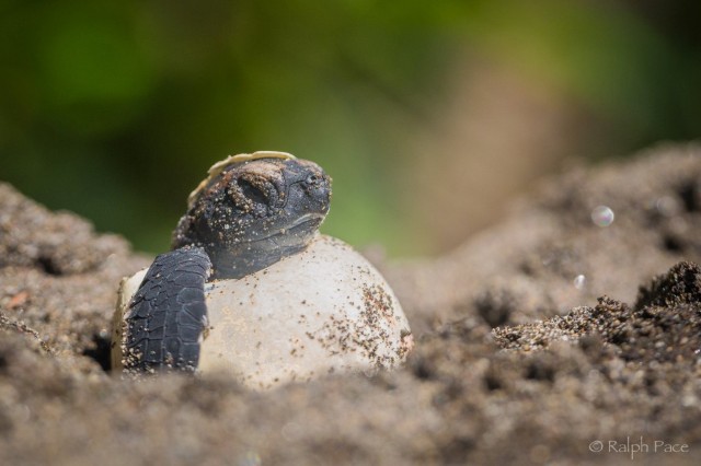 PN Tortuguero, Costa Rica