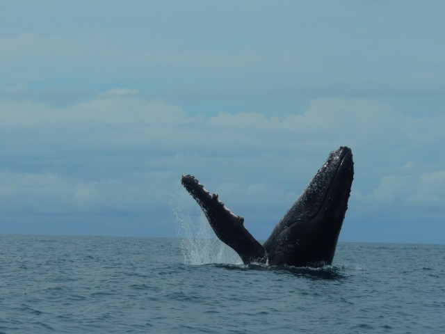 PN Marino Ballena , Costa Rica