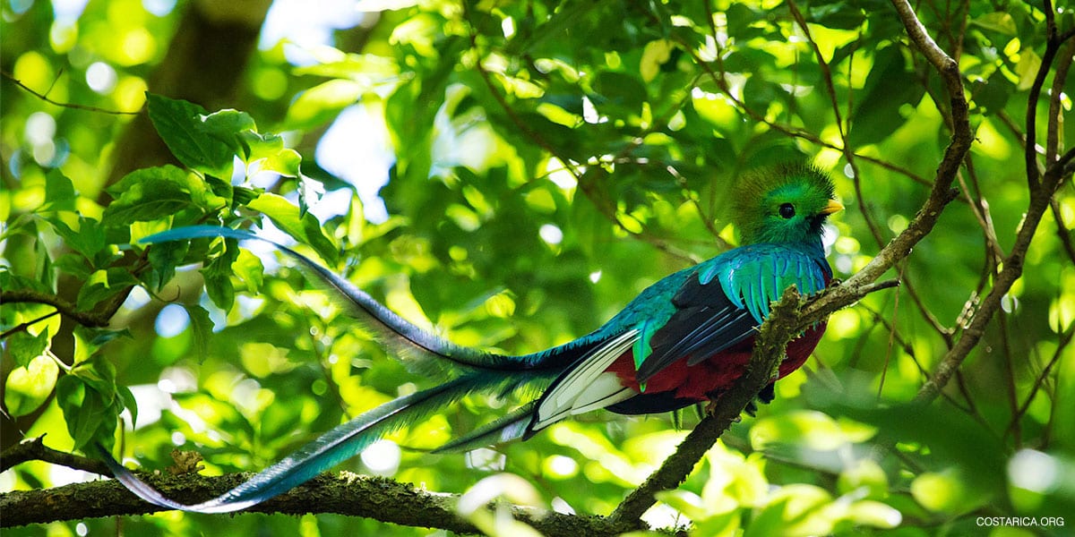 quetzal, Costa Rica