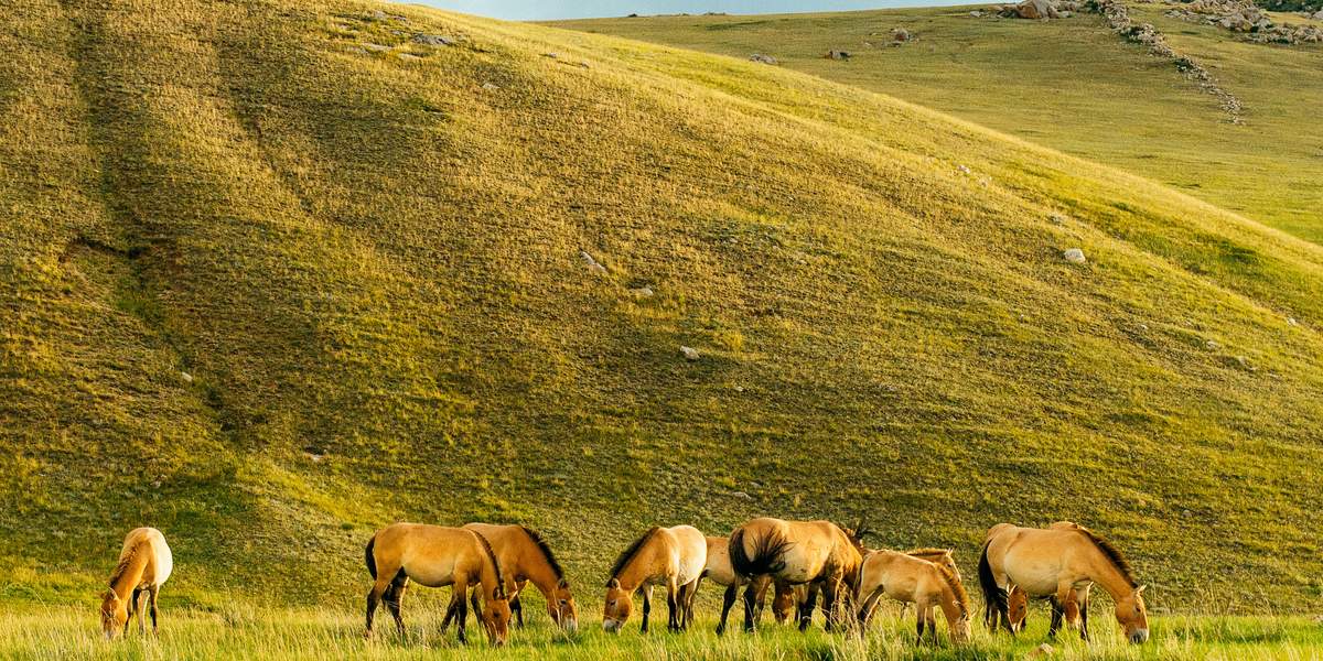 Parque Nacional Khustain Nuruu, Mongolia