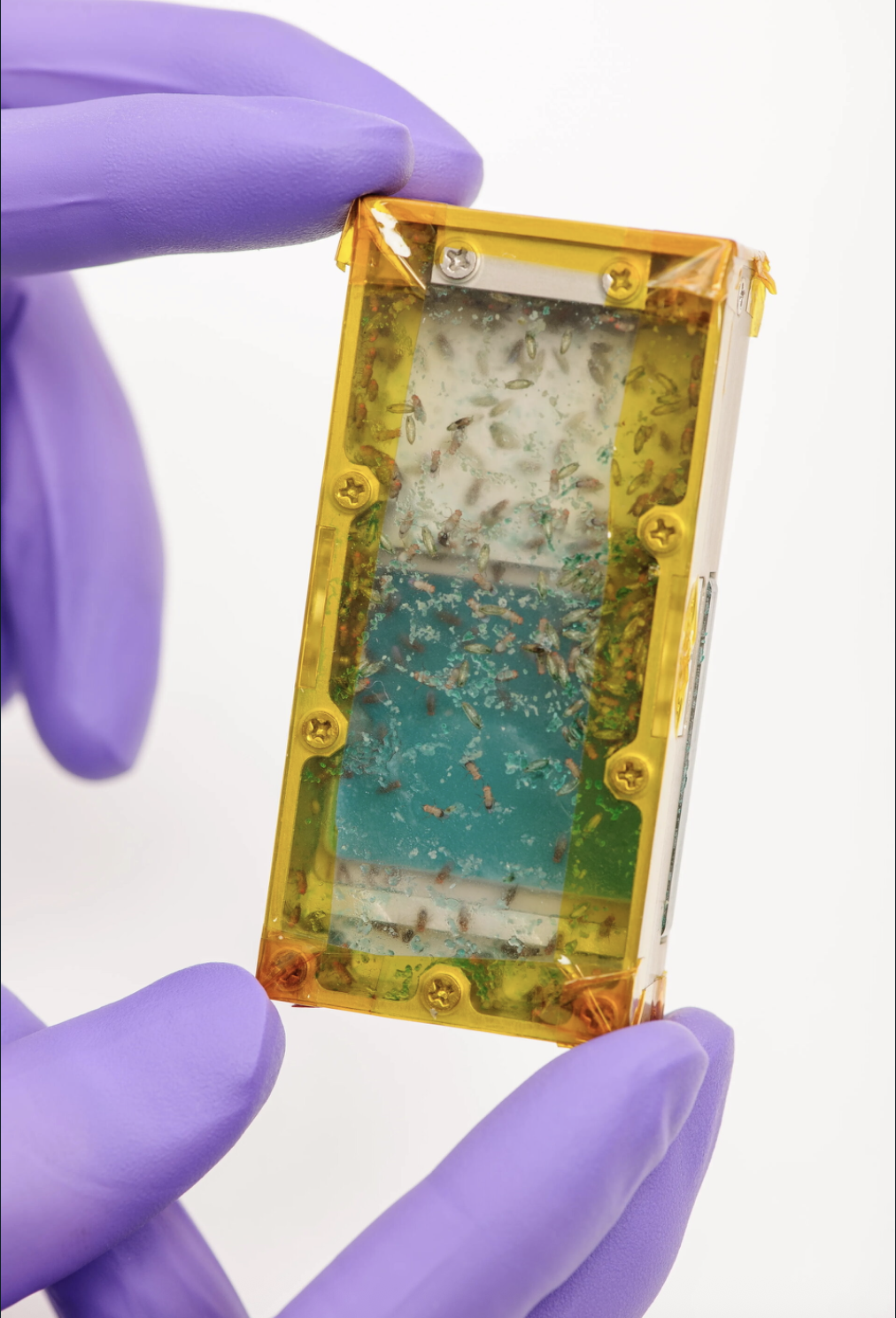 insectos en el espacio